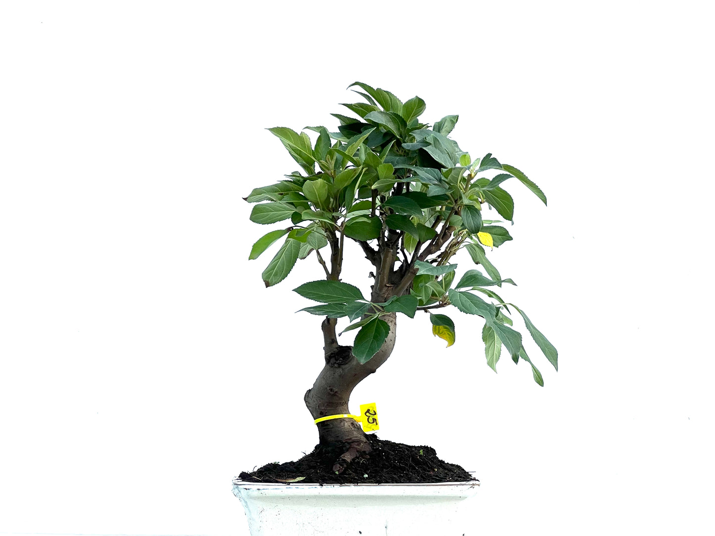 Malus Everest 2890