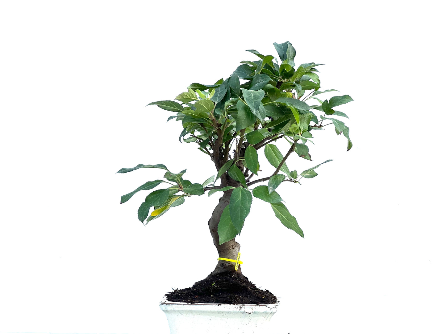 Malus Everest 2890