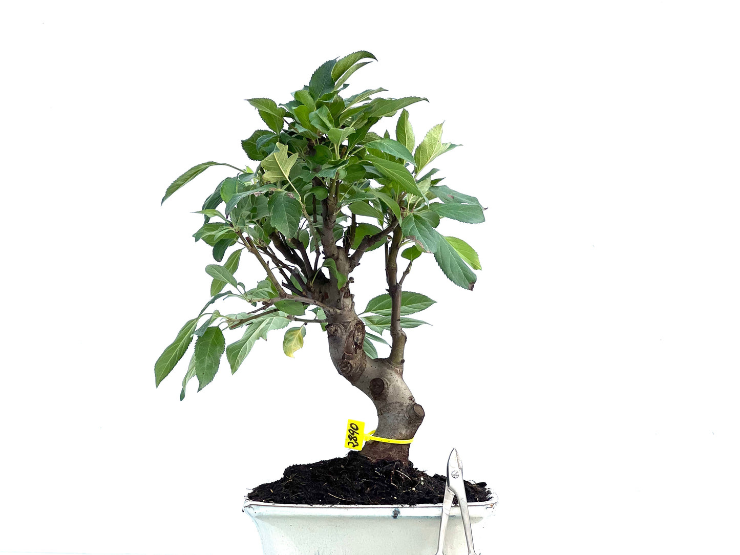 Malus Everest 2890