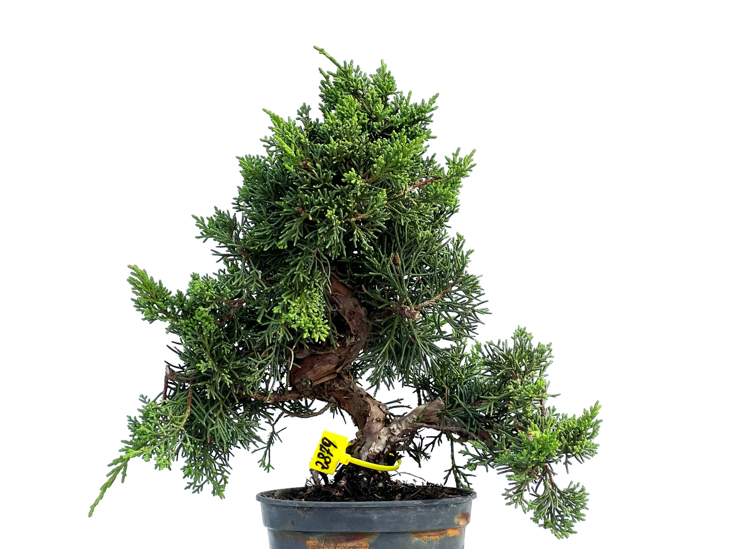Juniperus Chinensis Kyshu 2879