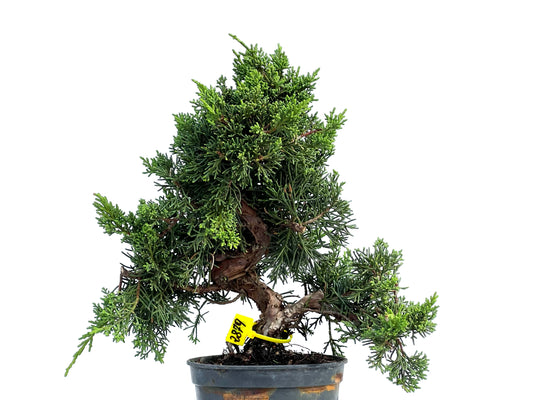 Juniperus Chinensis Kyshu 2879