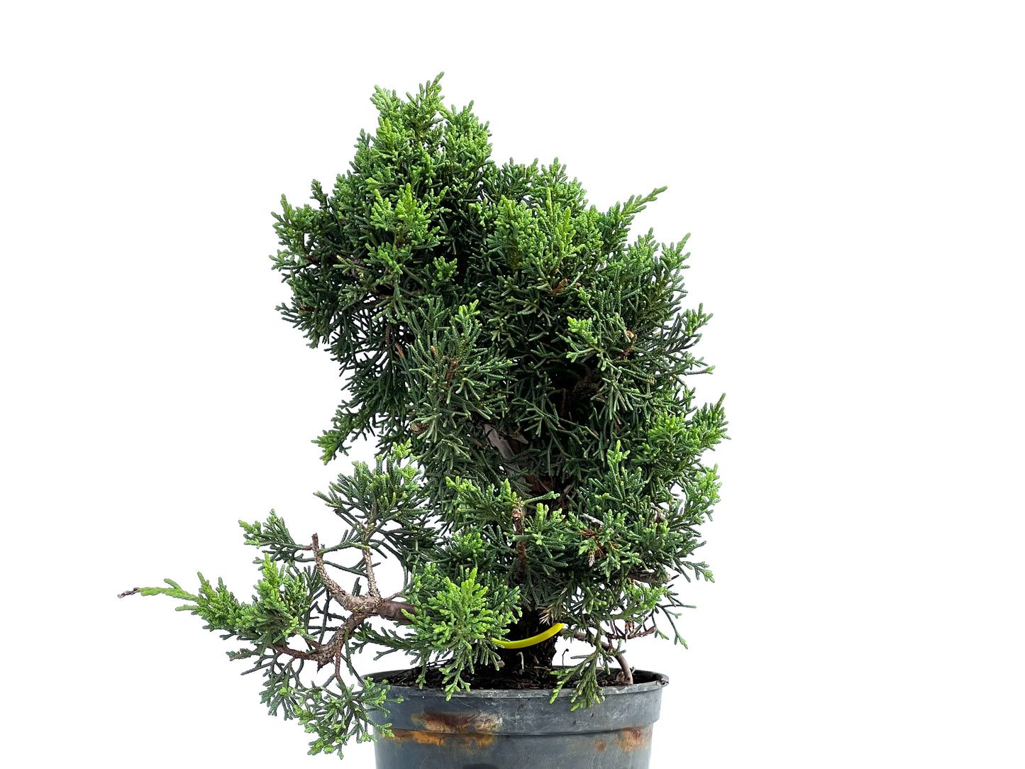 Juniperus Chinensis Kyshu 2879