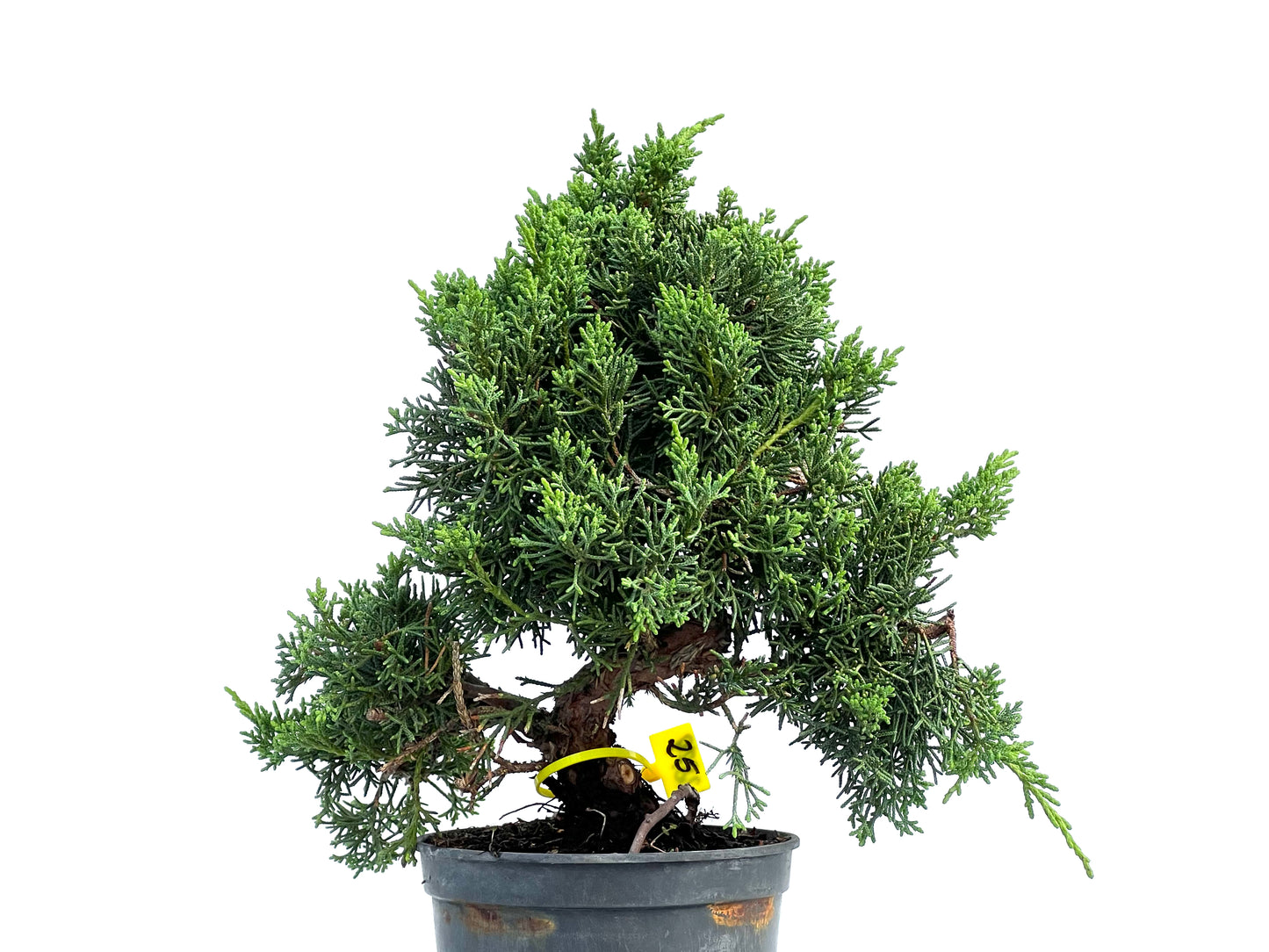 Juniperus Chinensis Kyshu 2879