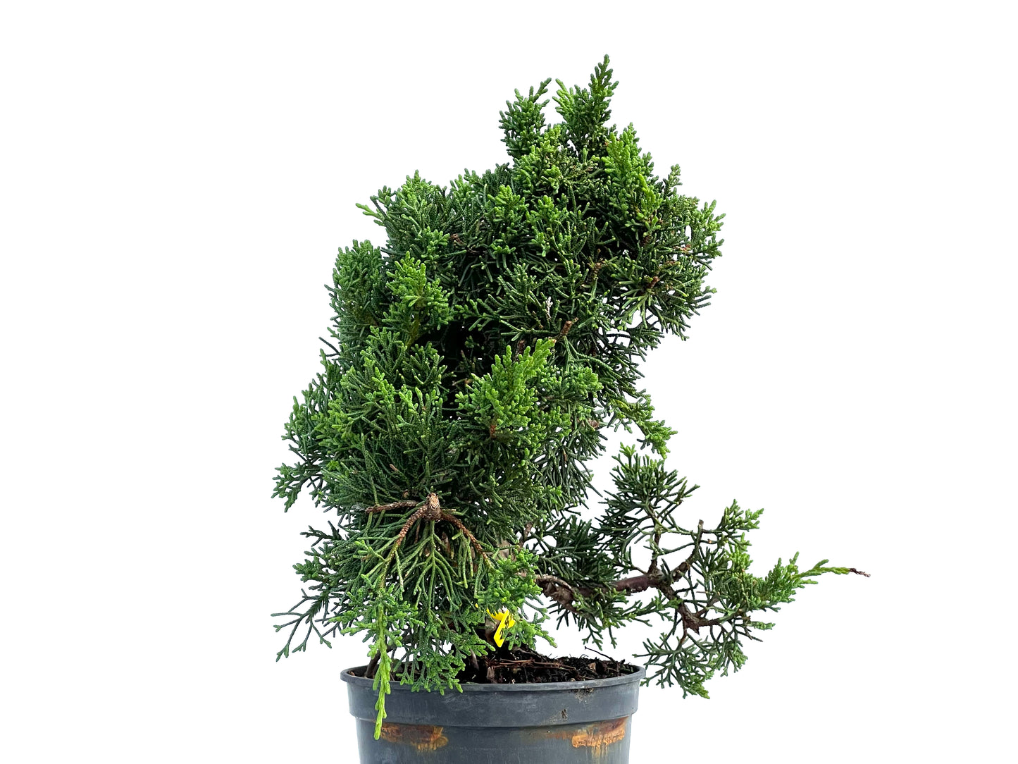 Juniperus Chinensis Kyshu 2879