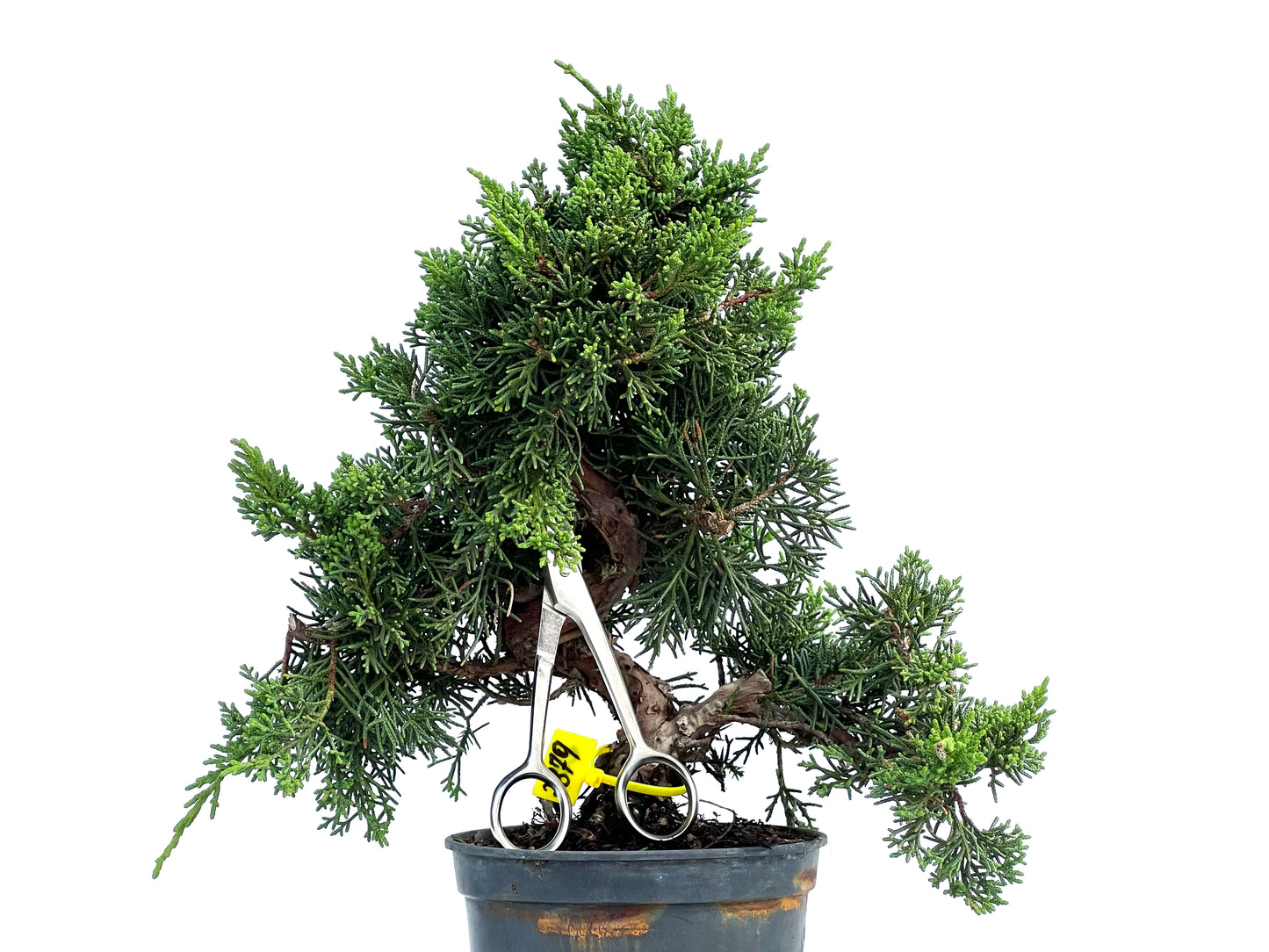 Juniperus Chinensis Kyshu 2879