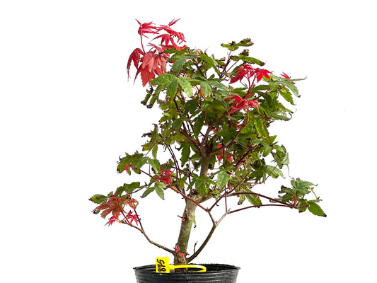 Acer Palmatum Deshojo 2875