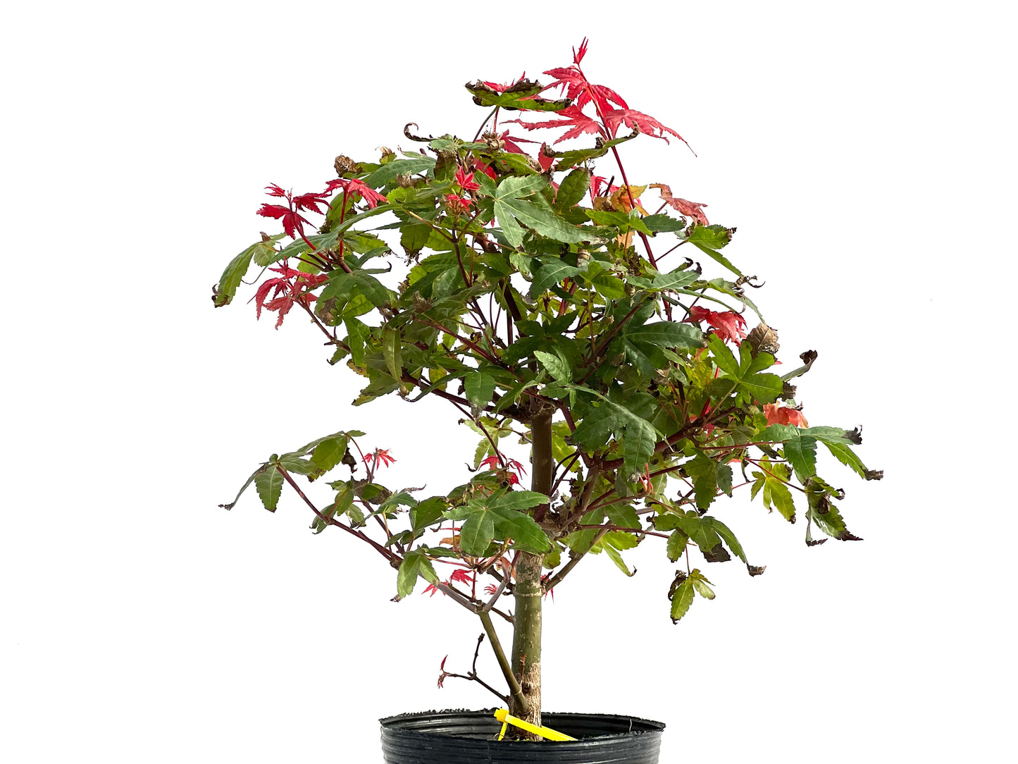 Acer Palmatum Deshojo 2875