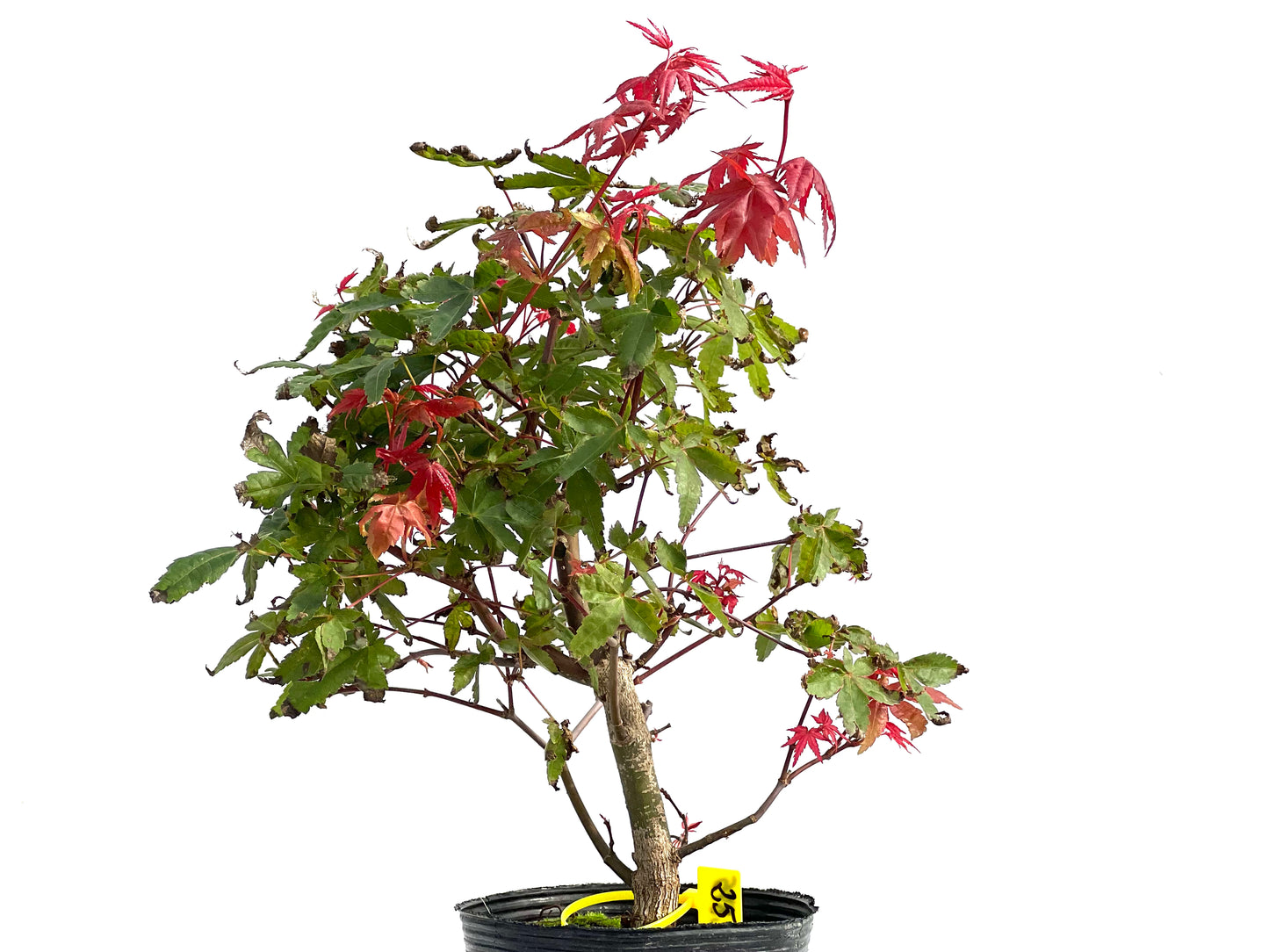 Acer Palmatum Deshojo 2875