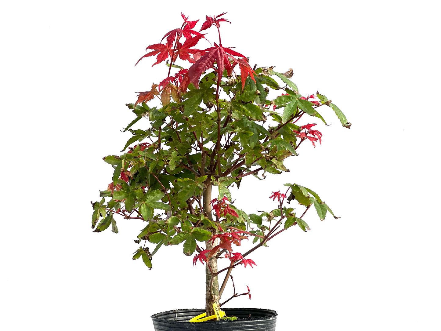 Acer Palmatum Deshojo 2875