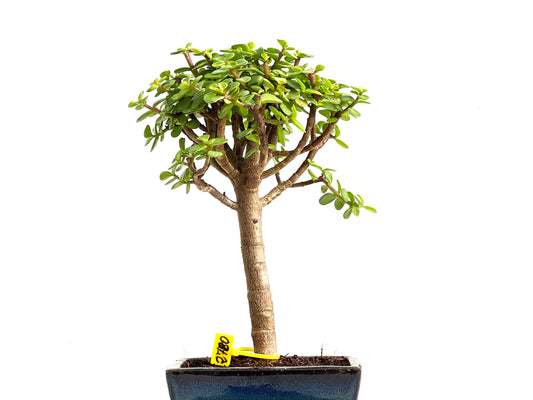 Portulacaria Afra 2780