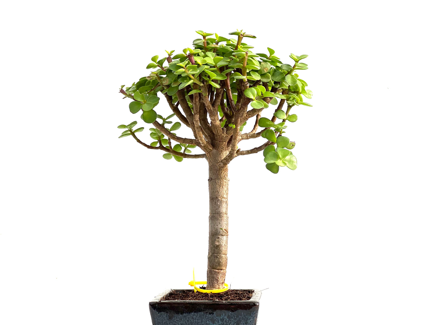 Portulacaria Afra 2780