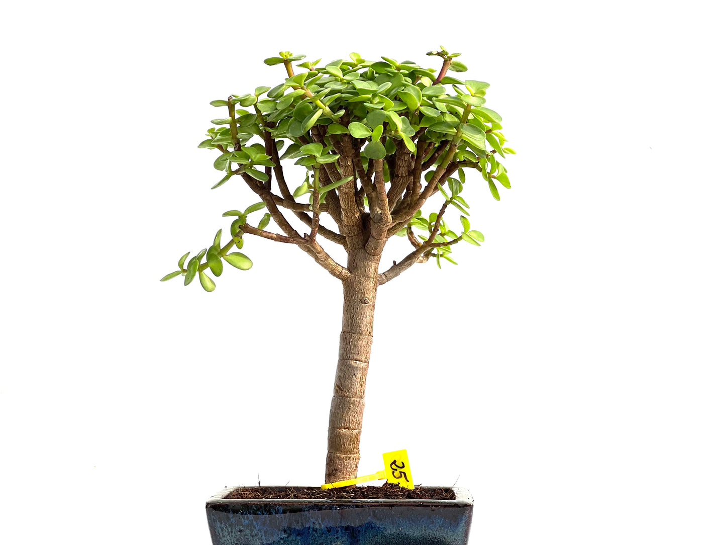 Portulacaria Afra 2780