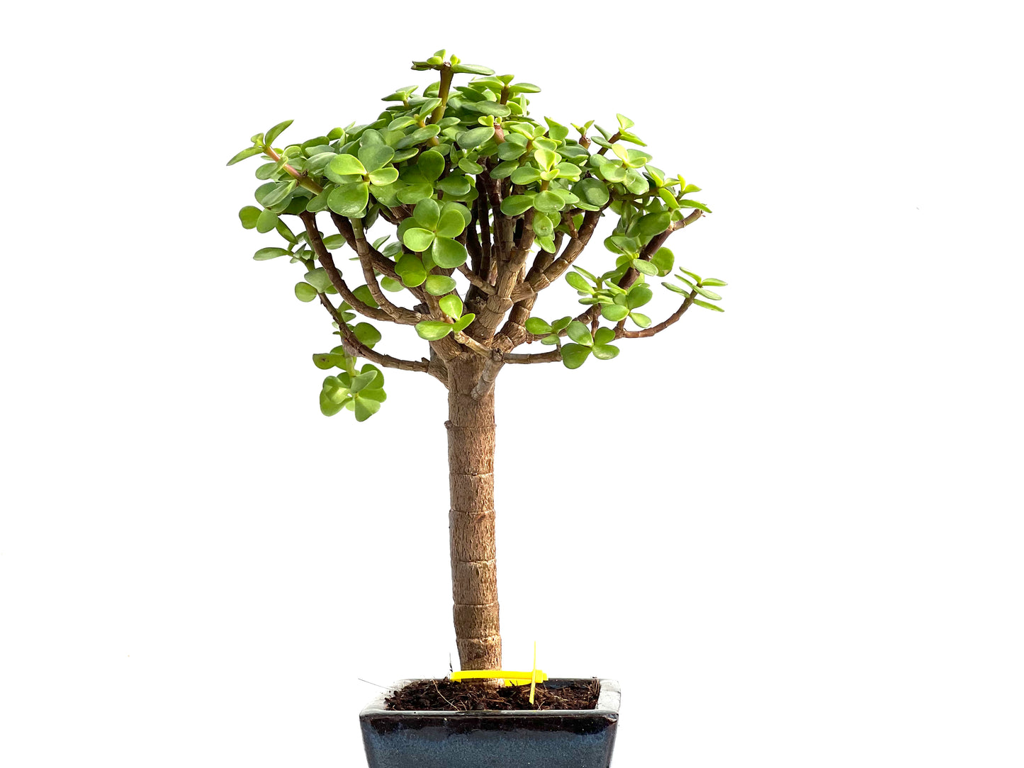 Portulacaria Afra 2780