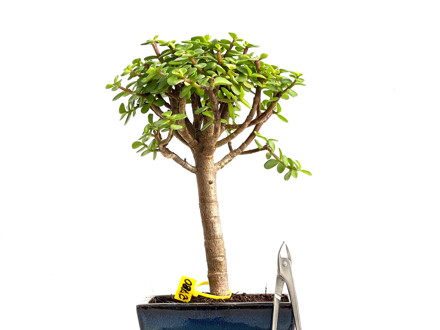 Portulacaria Afra 2780