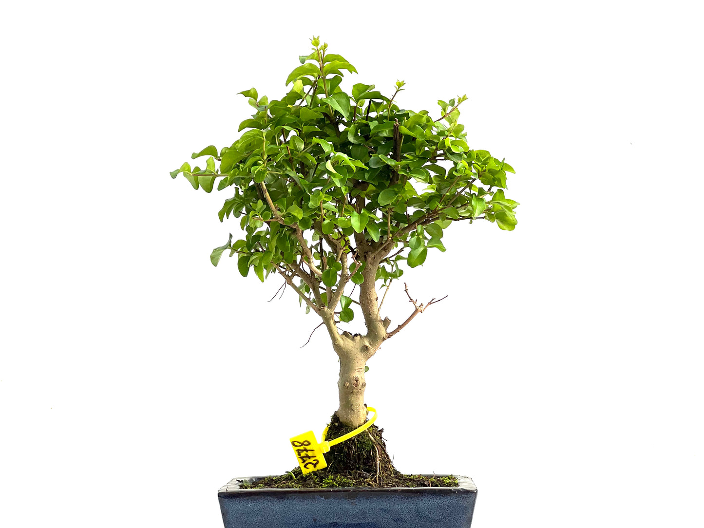 Ligustrum Sinensis 2778