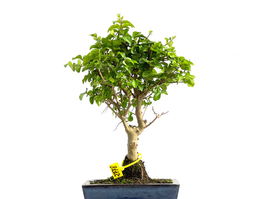 Ligustrum Sinensis 2778