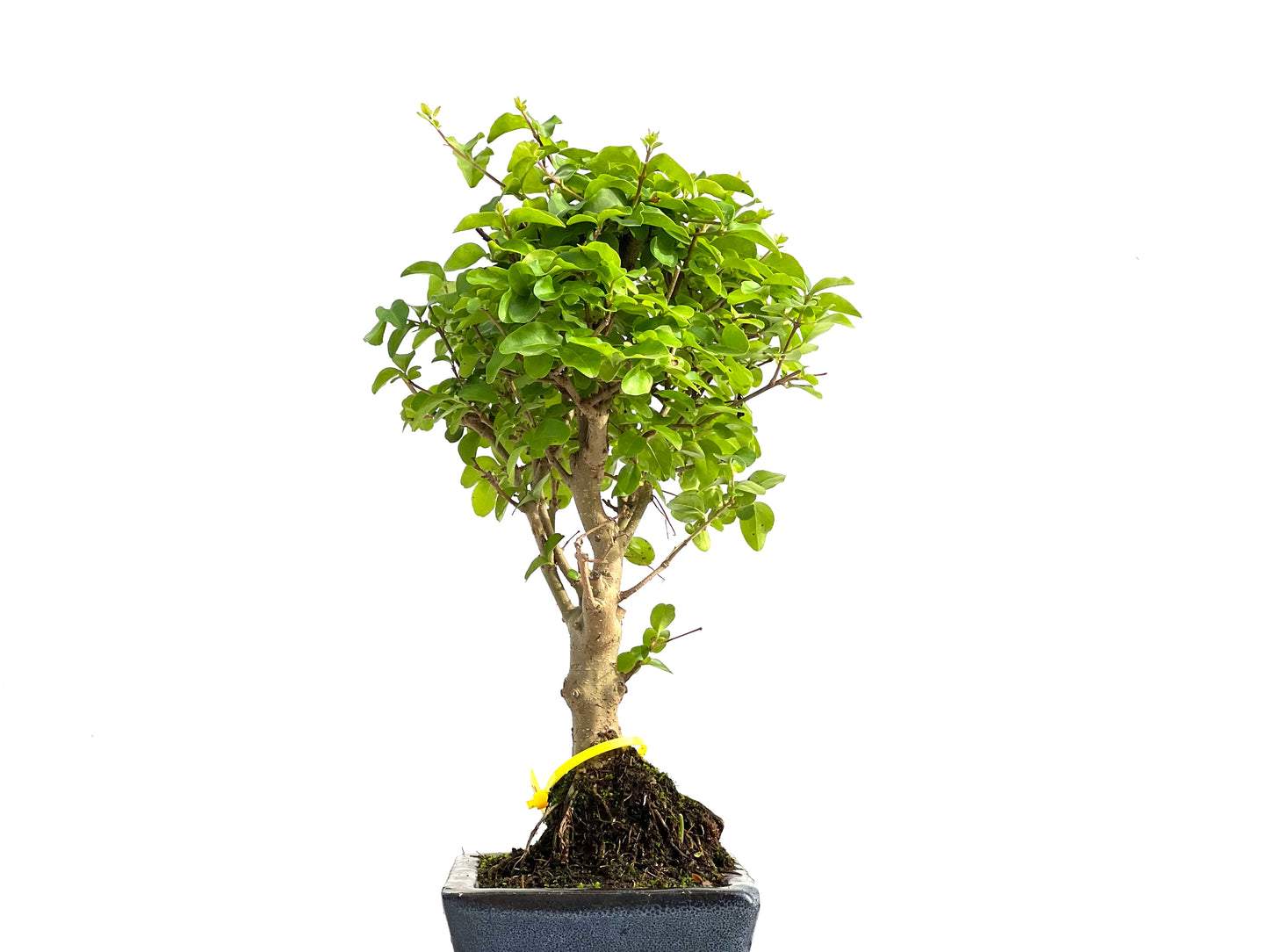 Ligustrum Sinensis 2778