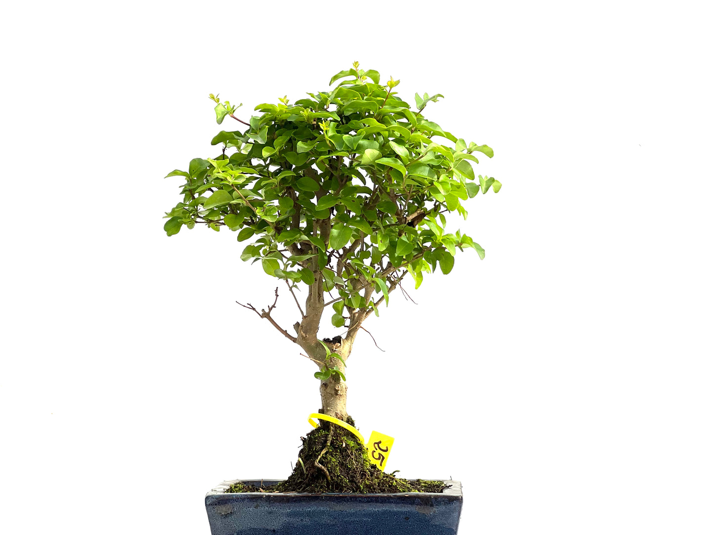 Ligustrum Sinensis 2778