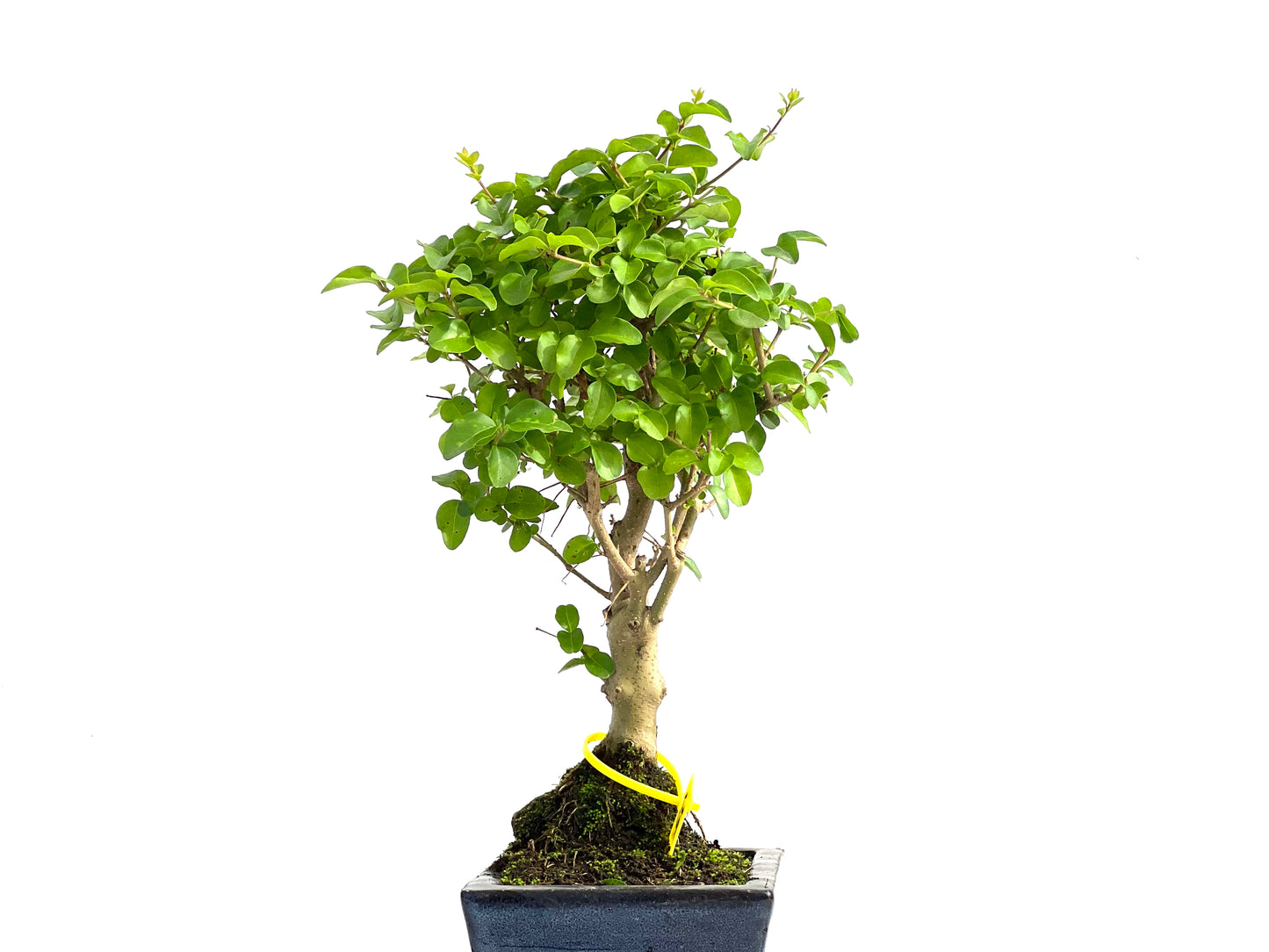 Ligustrum Sinensis 2778