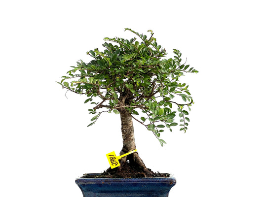 Ulmus Parvifolia 2781
