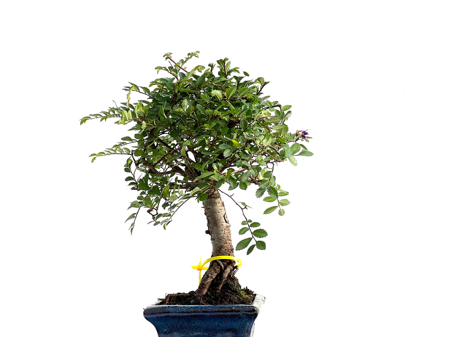Ulmus Parvifolia 2781