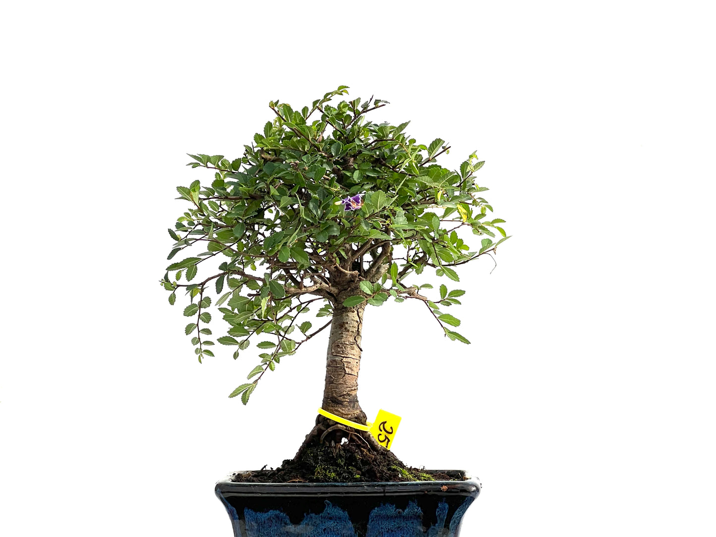 Ulmus Parvifolia 2781