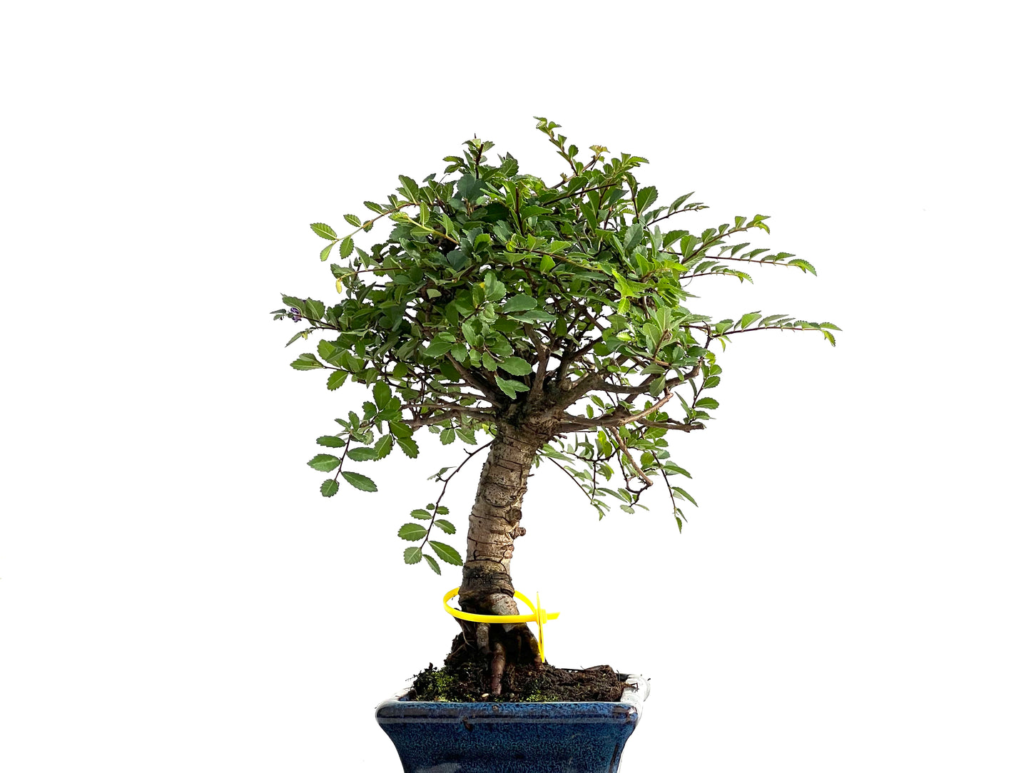 Ulmus Parvifolia 2781
