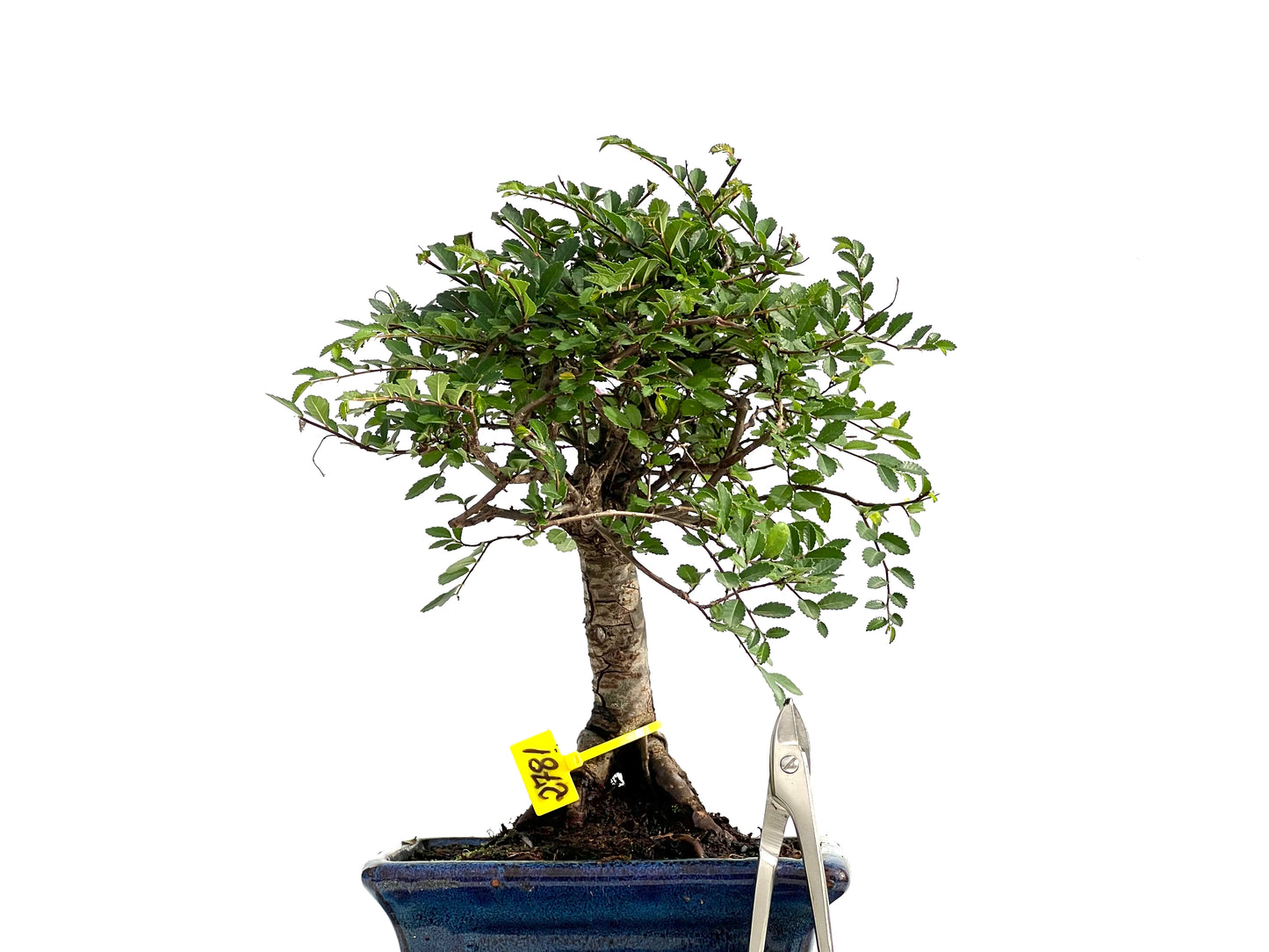 Ulmus Parvifolia 2781