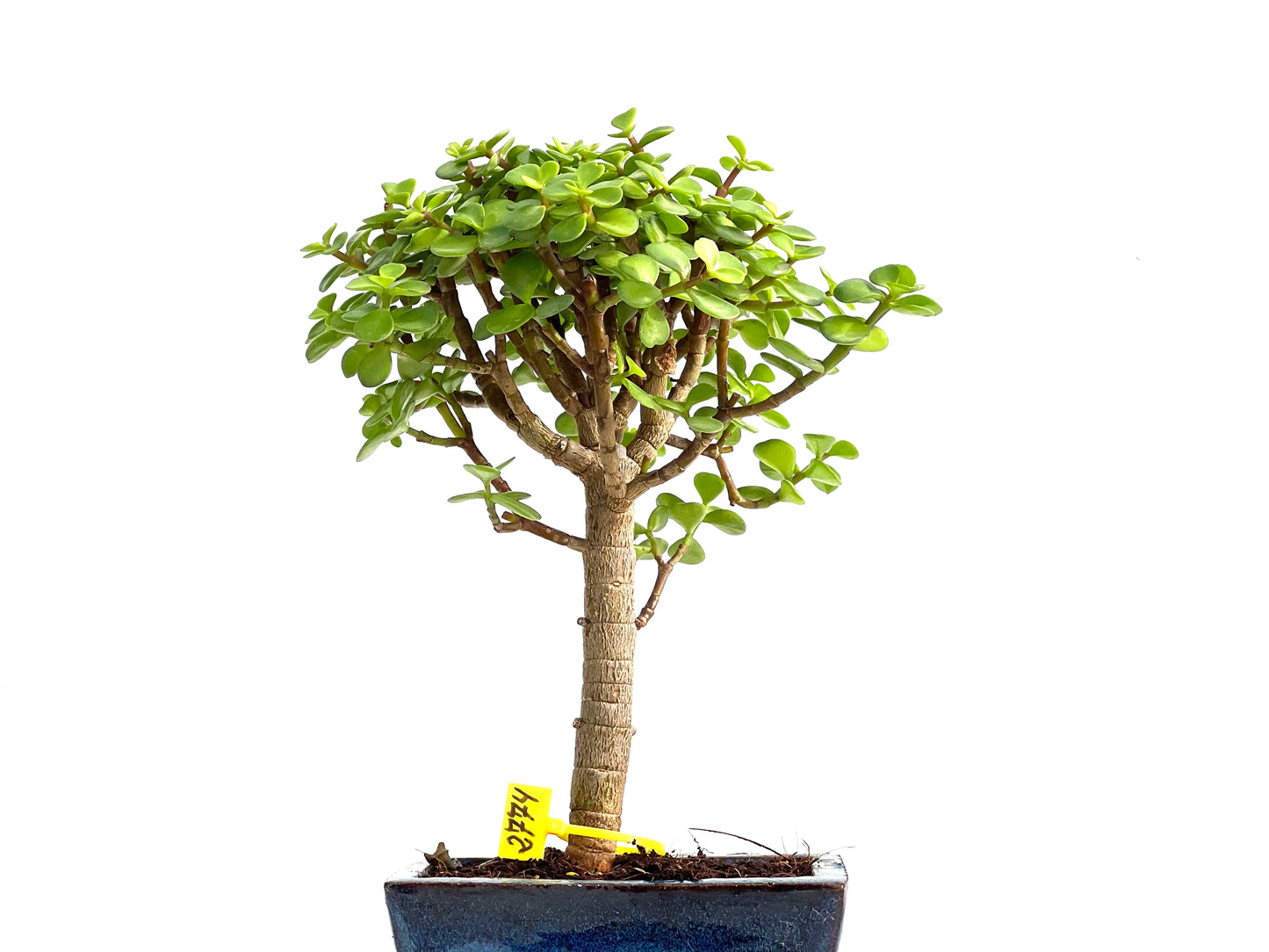 Portulacaria Afra 2774