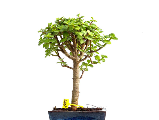 Portulacaria Afra 2774