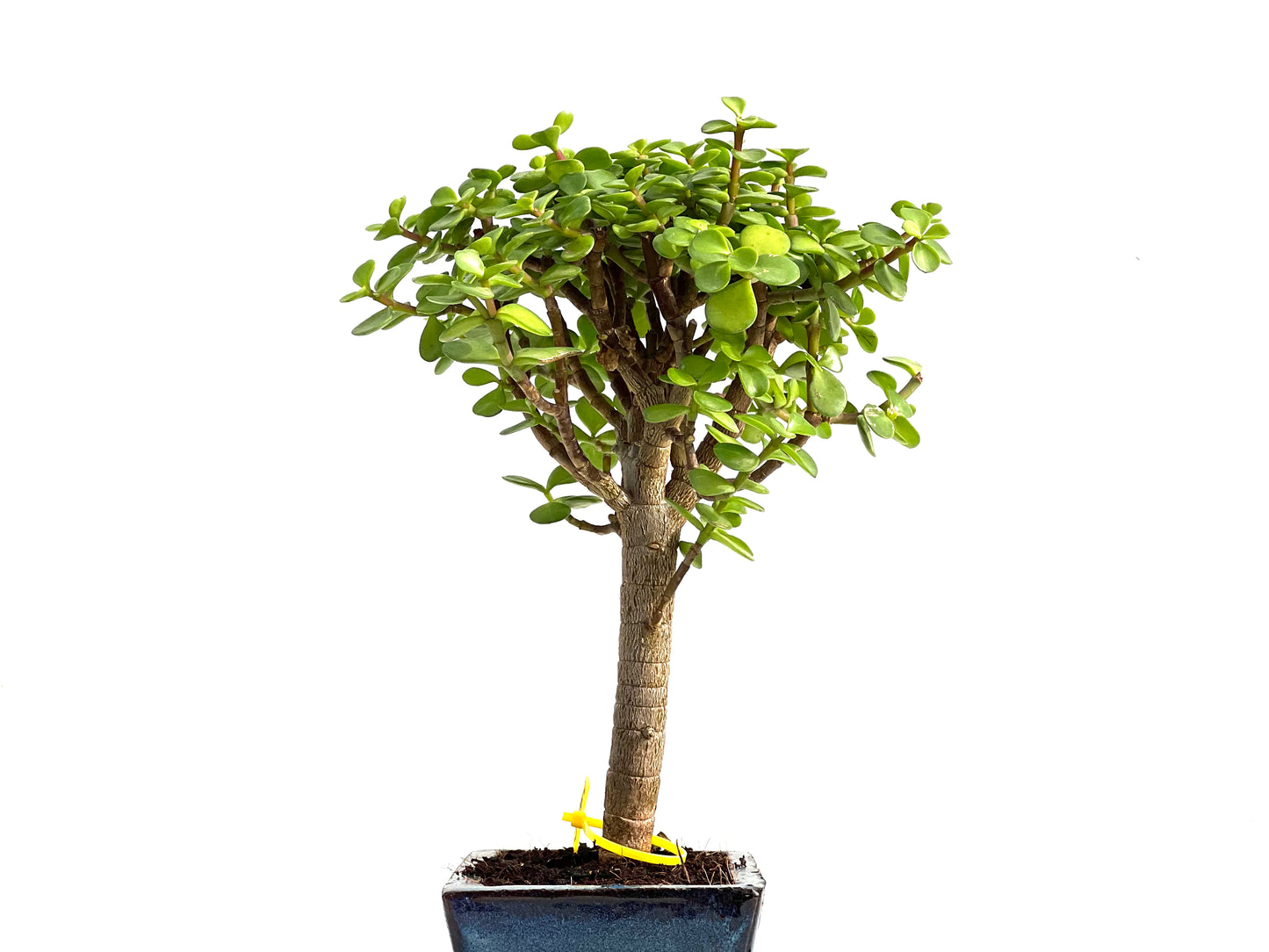 Portulacaria Afra 2774
