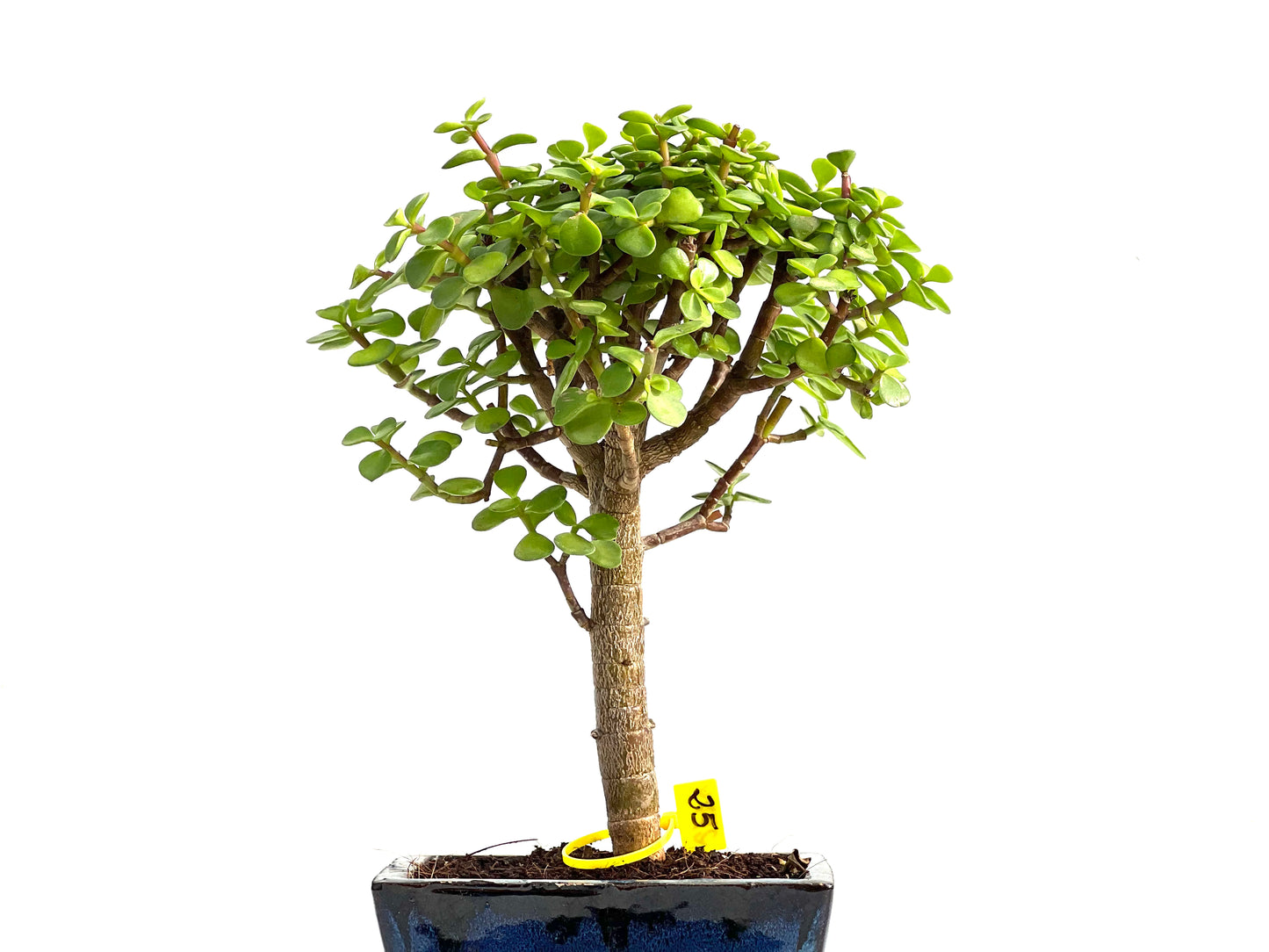 Portulacaria Afra 2774