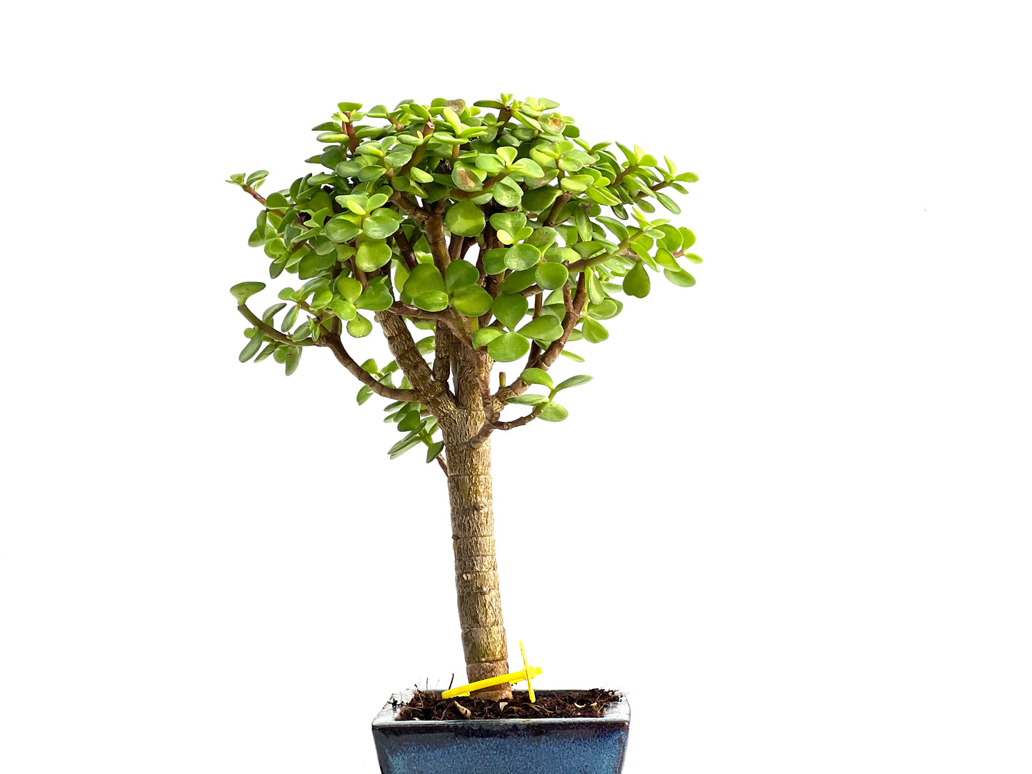 Portulacaria Afra 2774