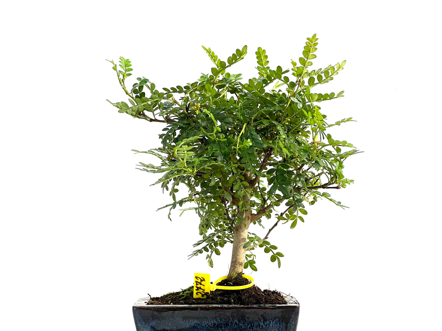 Zhantoxylum Piperitum 2772