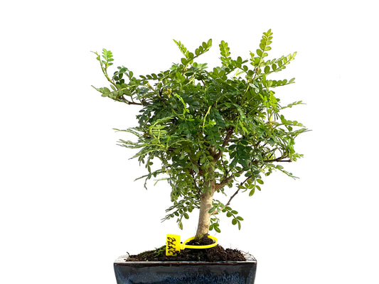 Zhantoxylum Piperitum 2772