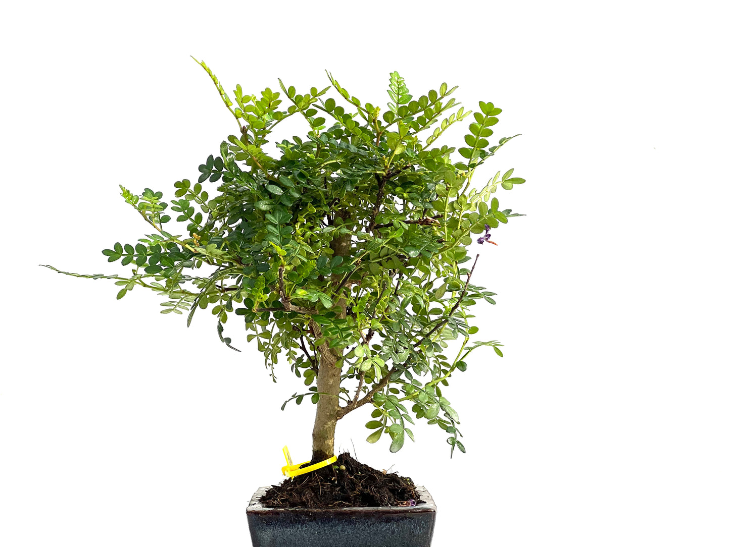 Zhantoxylum Piperitum 2772