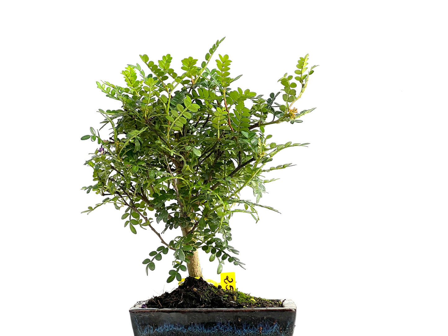 Zhantoxylum Piperitum 2772