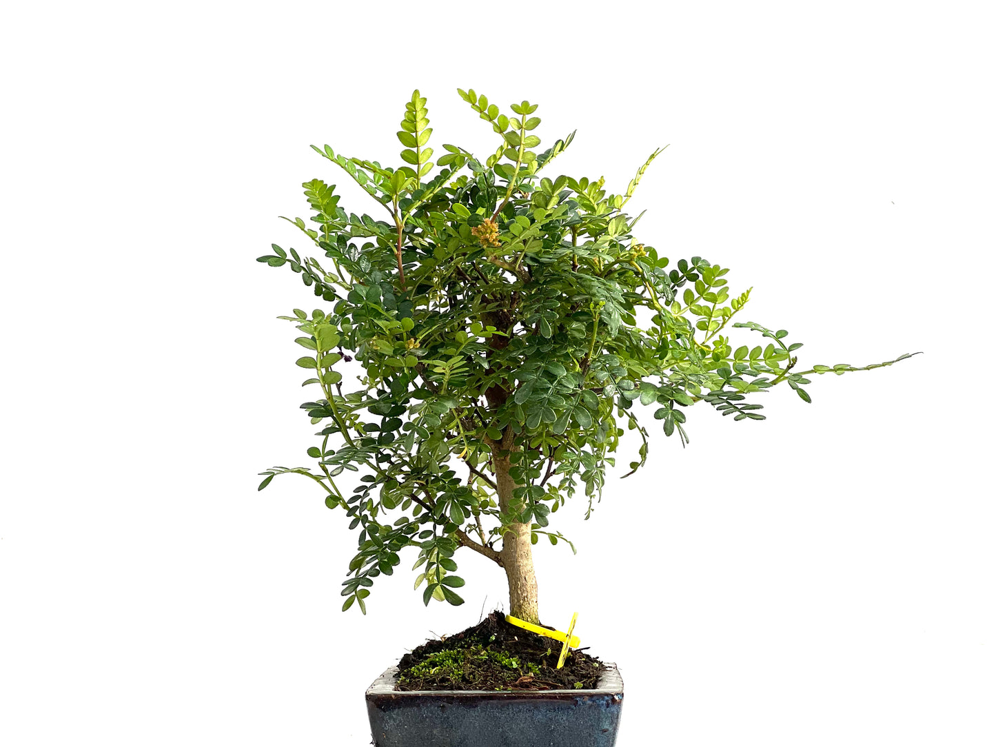 Zhantoxylum Piperitum 2772