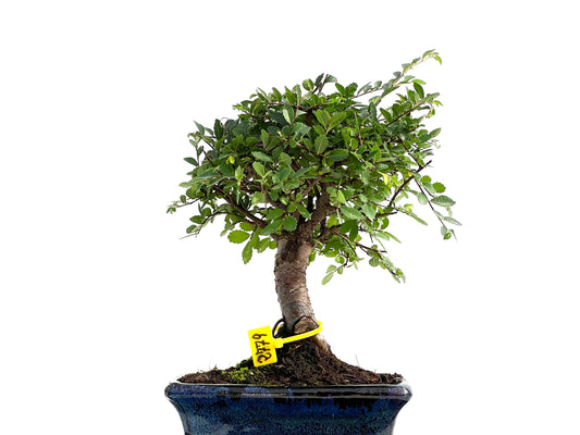 Ulmus Parvifolia 2779