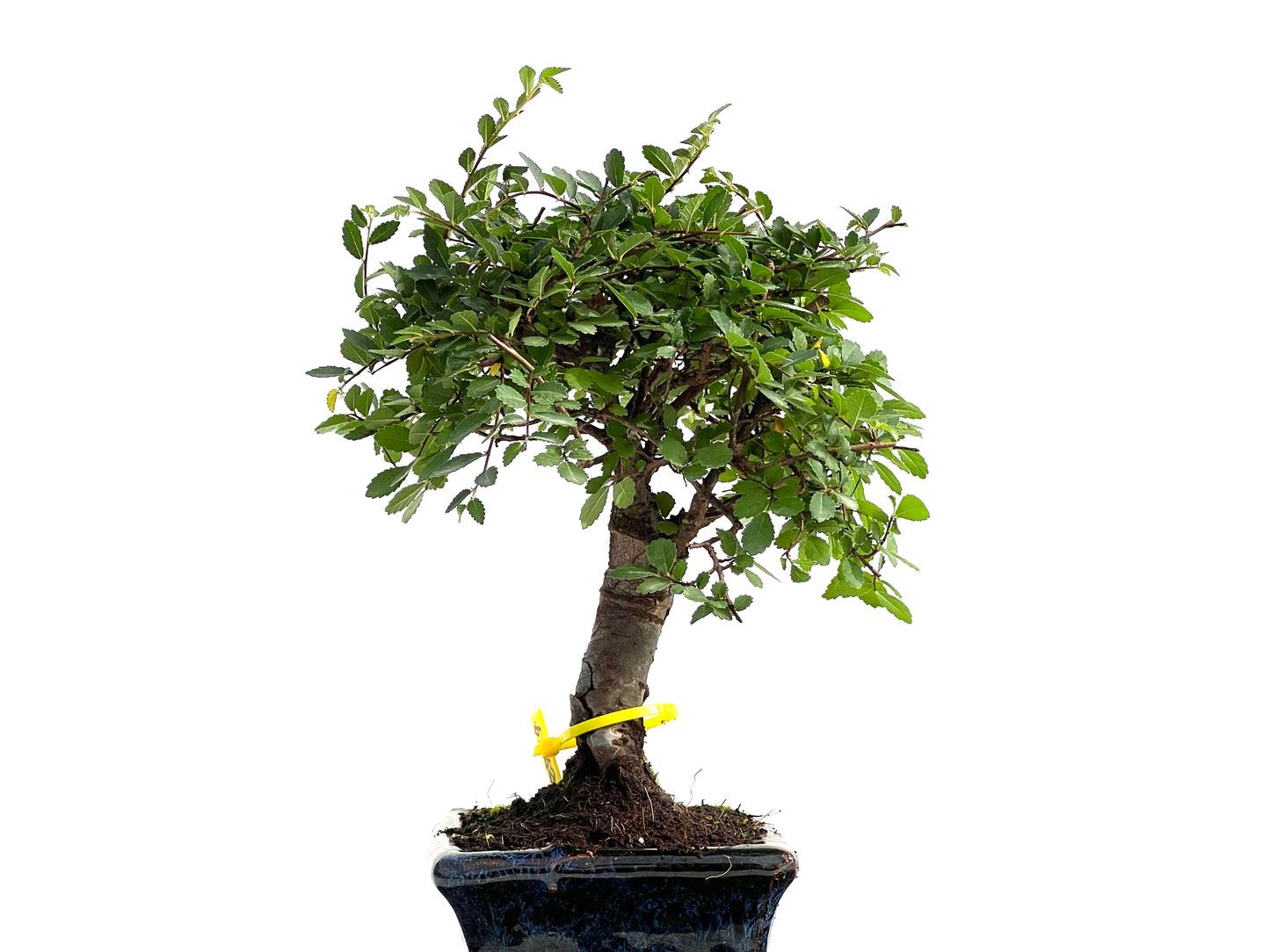 Ulmus Parvifolia 2779