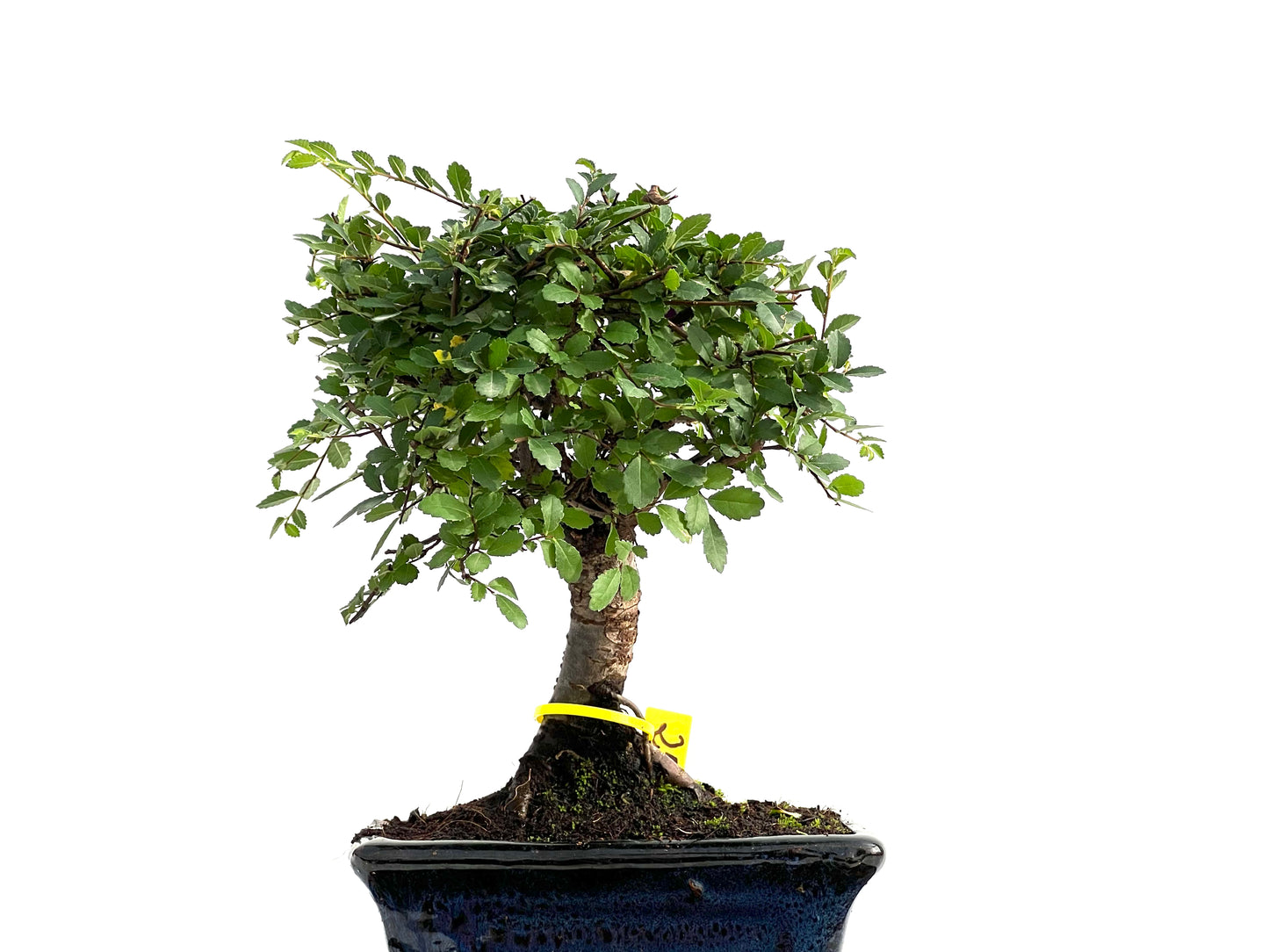 Ulmus Parvifolia 2779