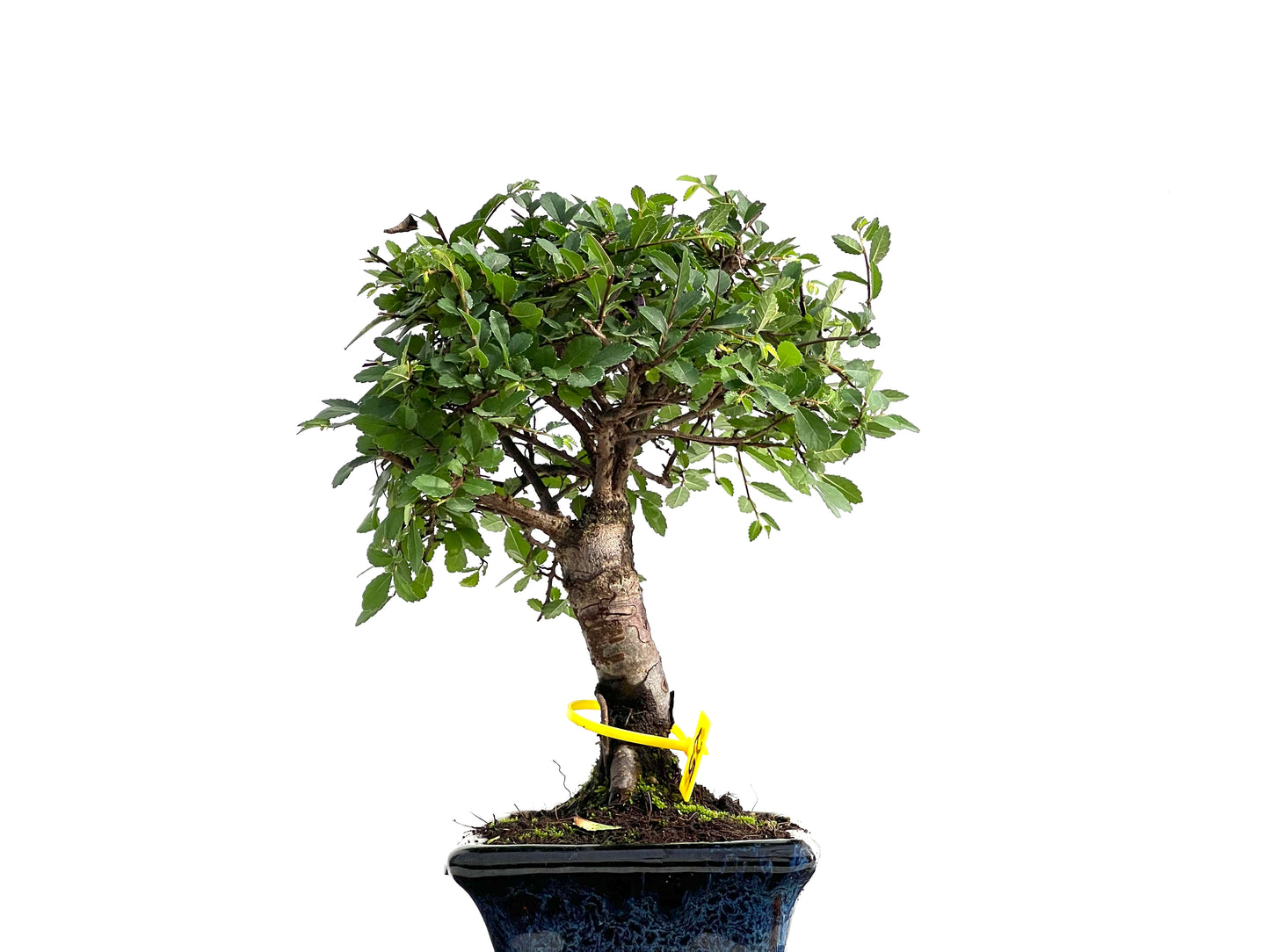 Ulmus Parvifolia 2779