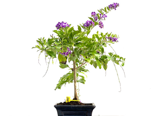 Durantha Repens 2775