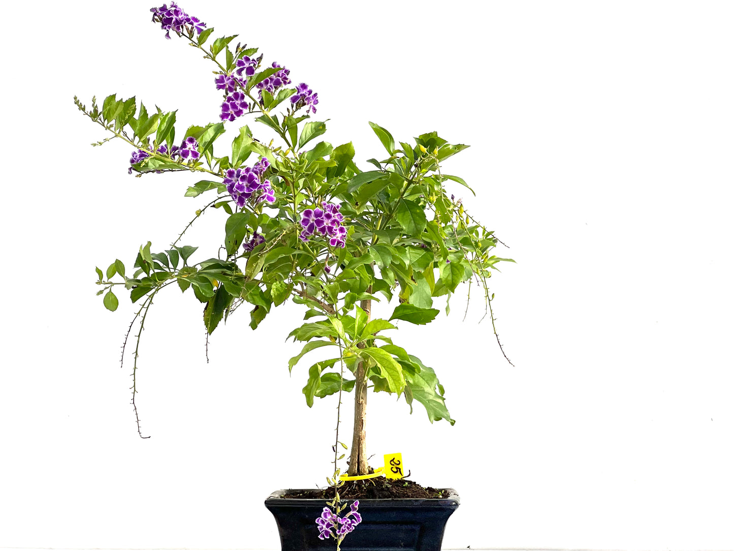 Durantha Repens 2775