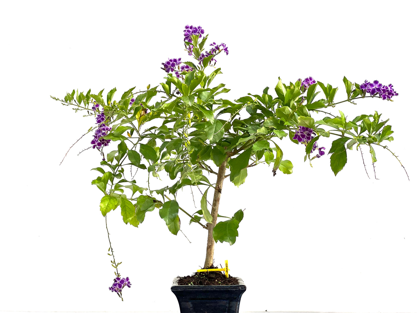 Durantha Repens 2775