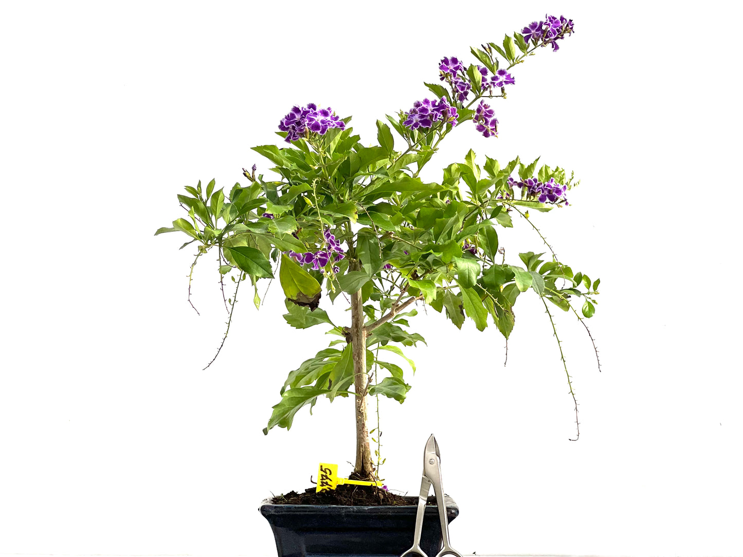 Durantha Repens 2775