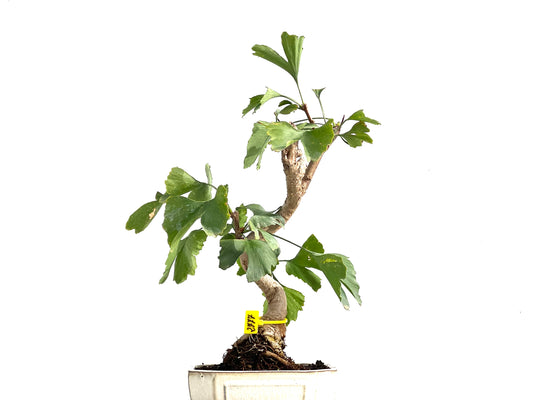 Ginkgo Biloba 2777
