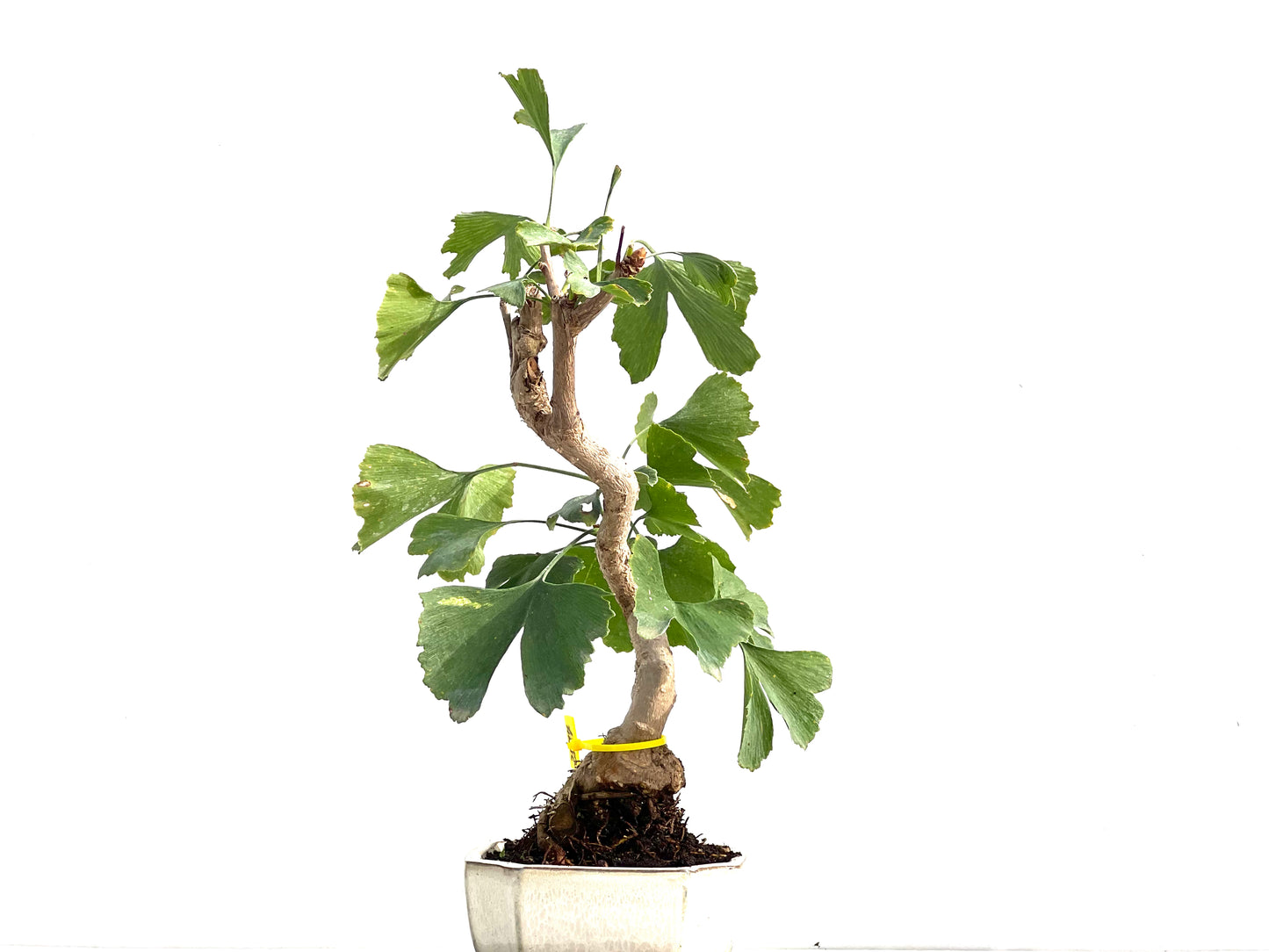 Ginkgo Biloba 2777