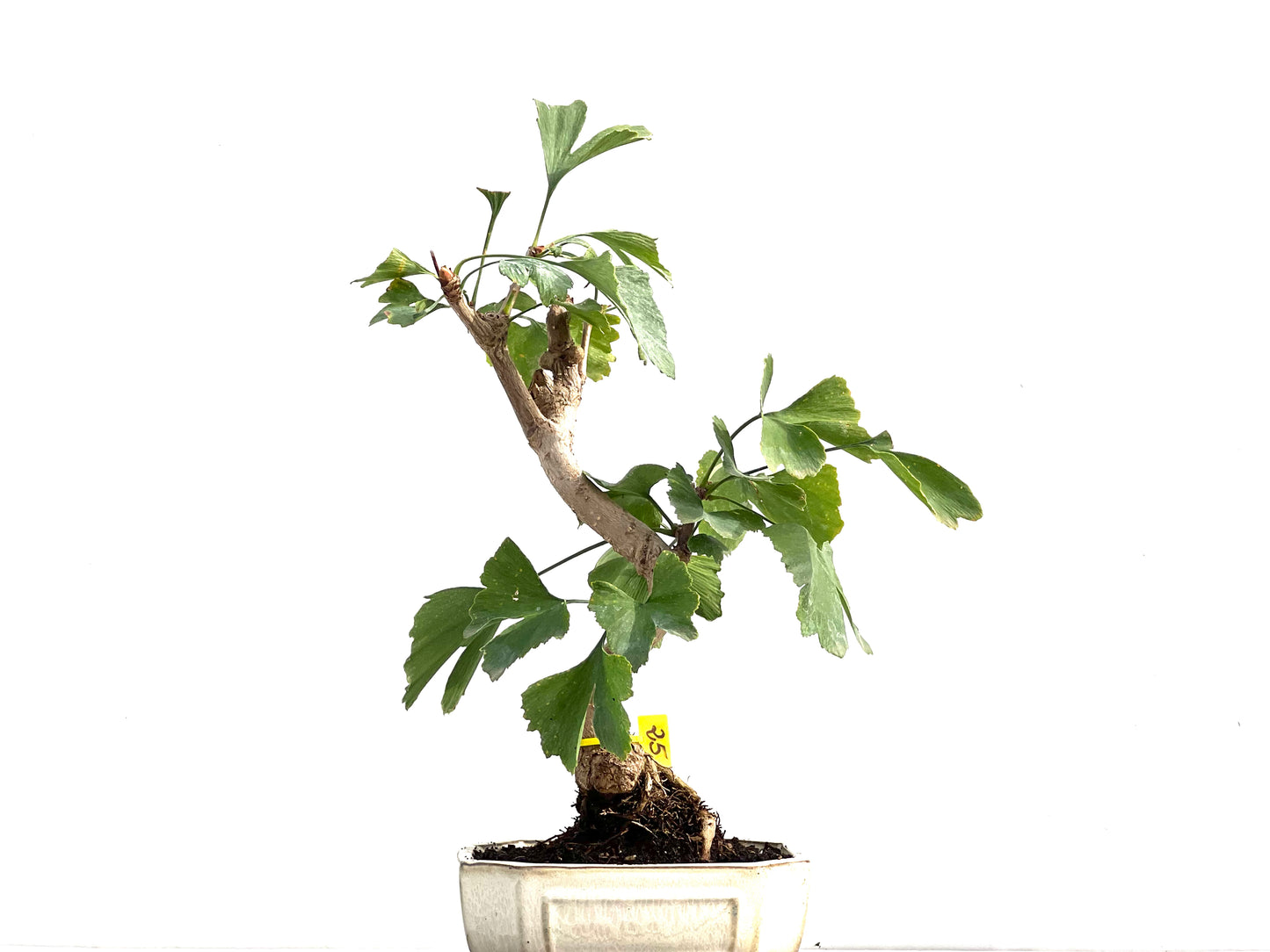 Ginkgo Biloba 2777