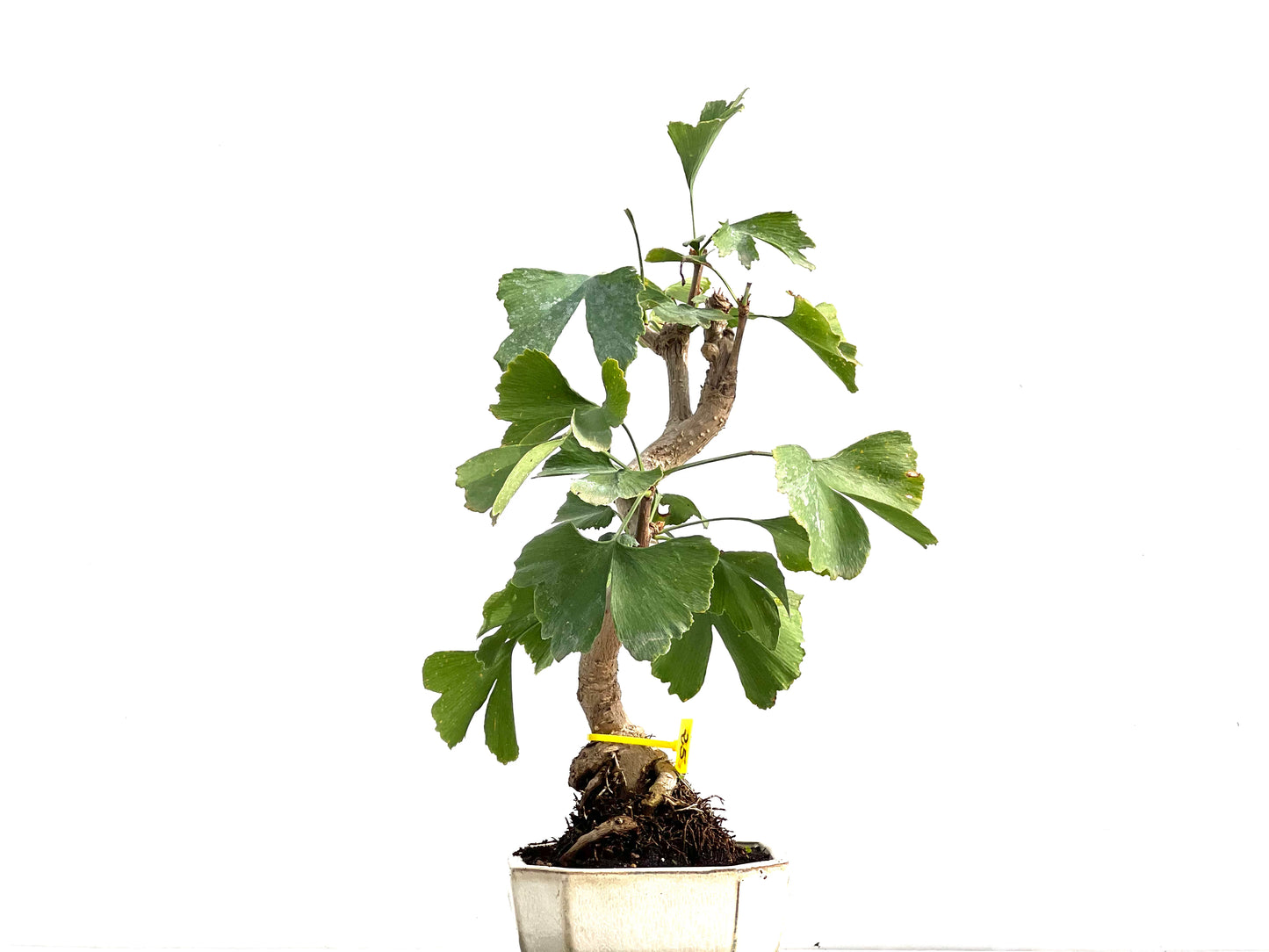 Ginkgo Biloba 2777